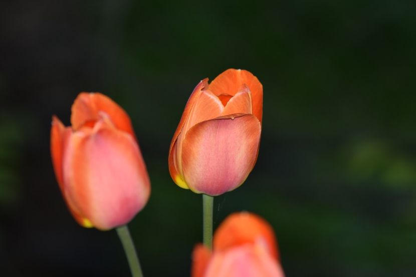  - Simfonia Lalelelor 2019