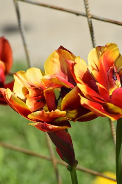  - Simfonia Lalelelor 2019