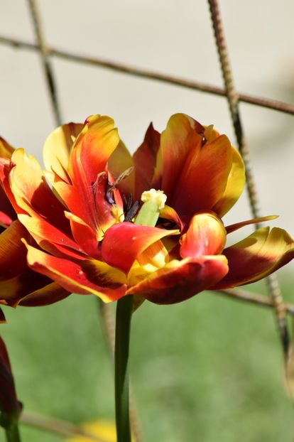  - Simfonia Lalelelor 2019