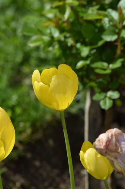  - Simfonia Lalelelor 2019