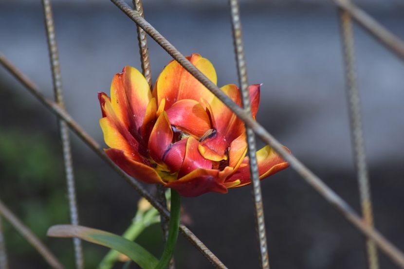  - Simfonia Lalelelor 2019