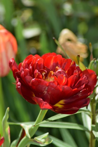  - Simfonia Lalelelor 2019