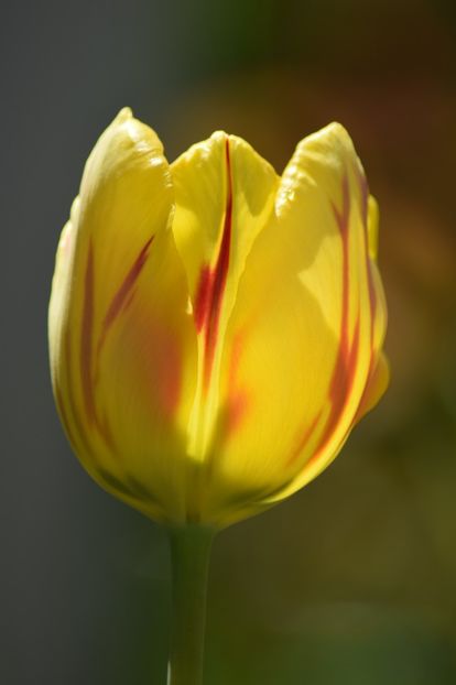  - Simfonia Lalelelor 2019