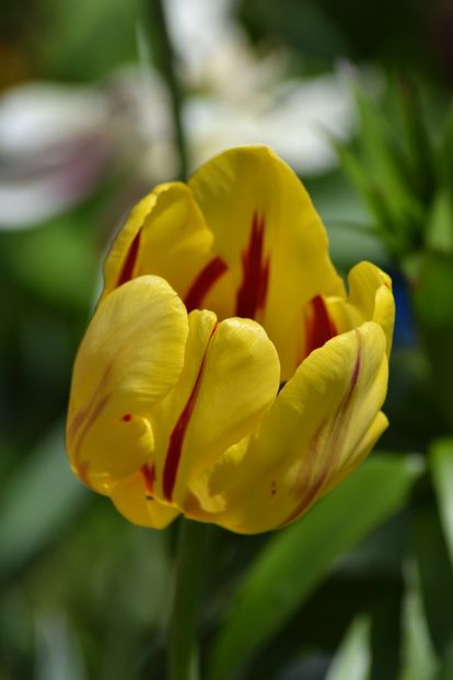  - Simfonia Lalelelor 2019