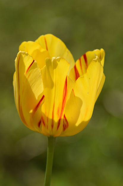  - Simfonia Lalelelor 2019