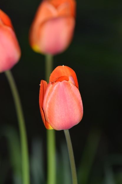  - Simfonia Lalelelor 2019