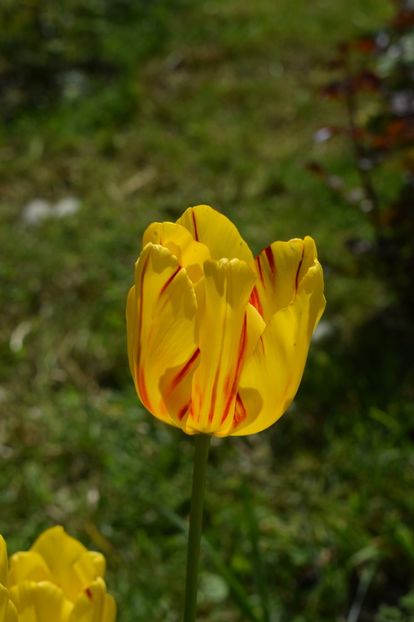  - Simfonia Lalelelor 2019