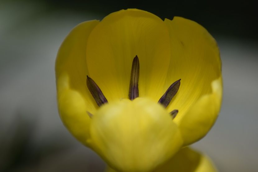  - Simfonia Lalelelor 2019