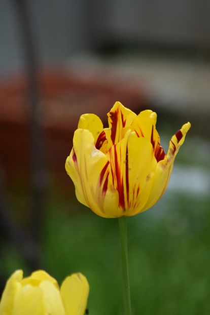  - Simfonia Lalelelor 2019