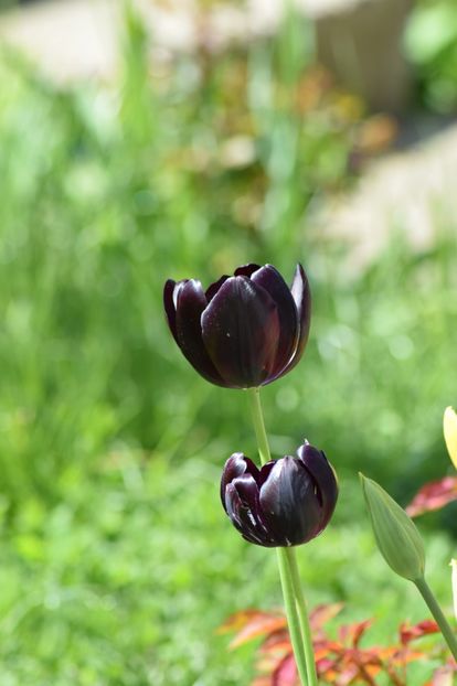  - Simfonia Lalelelor 2019