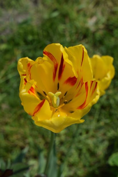  - Simfonia Lalelelor 2019