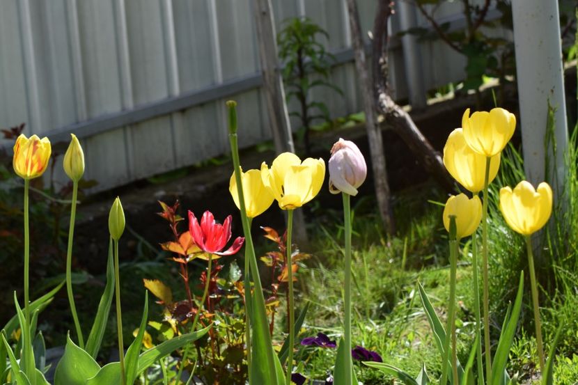  - Simfonia Lalelelor 2019