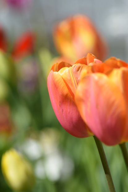  - Simfonia Lalelelor 2019