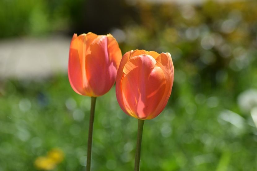  - Simfonia Lalelelor 2019