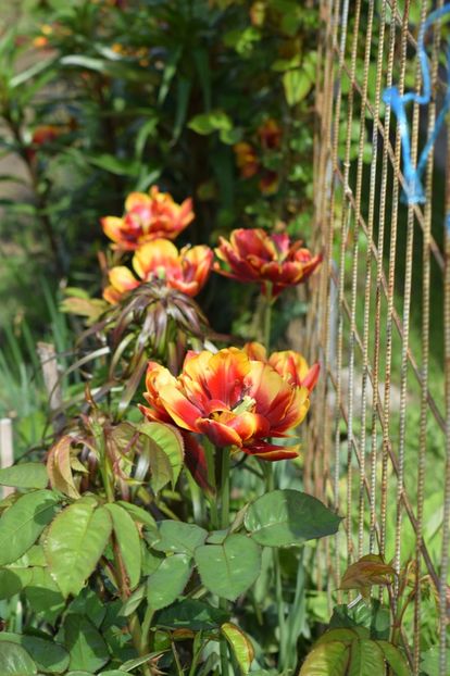  - Simfonia Lalelelor 2019