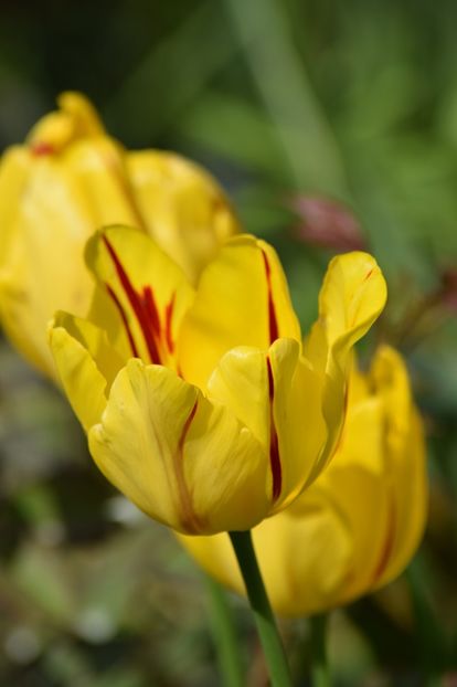  - Simfonia Lalelelor 2019