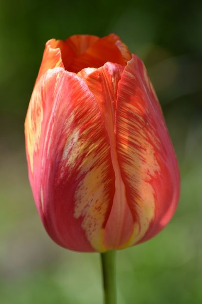  - Simfonia Lalelelor 2019