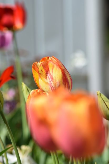  - Simfonia Lalelelor 2019