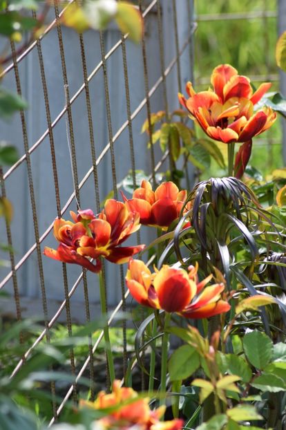  - Simfonia Lalelelor 2019