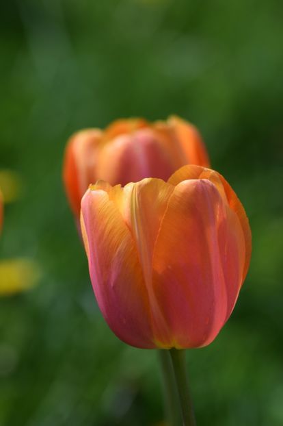  - Simfonia Lalelelor 2019