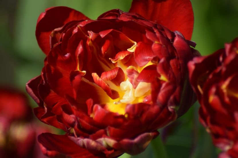  - Simfonia Lalelelor 2019