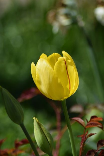  - Simfonia Lalelelor 2019