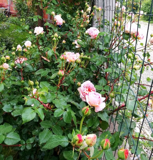  - Abraham Darby