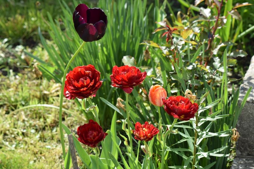  - Simfonia Lalelelor 2019