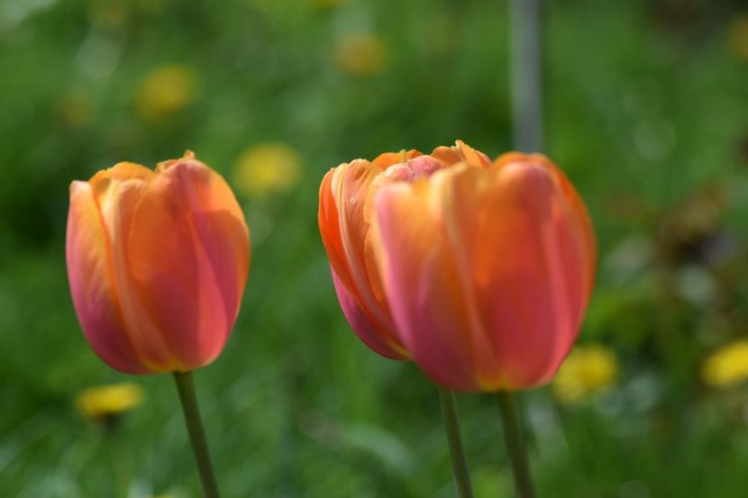  - Simfonia Lalelelor 2019