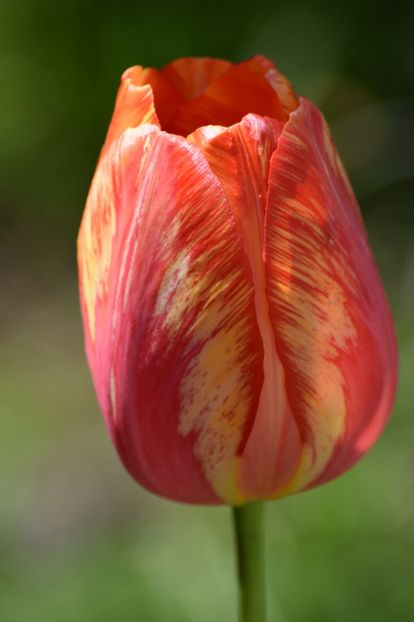  - Simfonia Lalelelor 2019