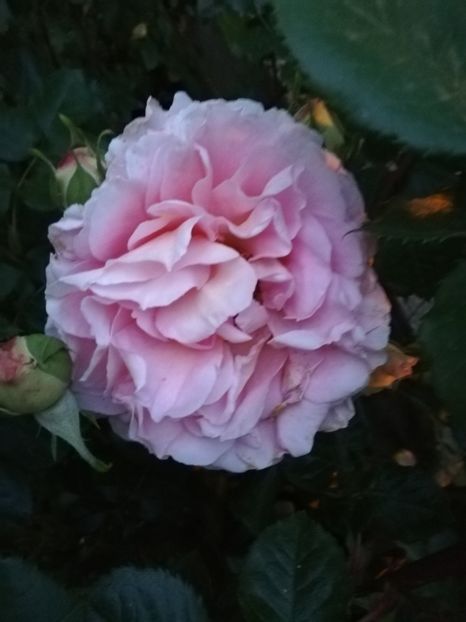  - Abraham Darby