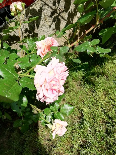  - Abraham Darby