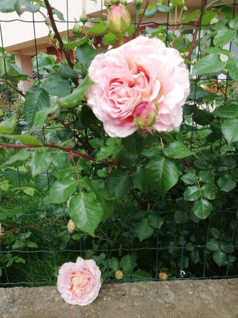  - Abraham Darby