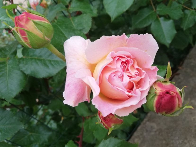  - Abraham Darby