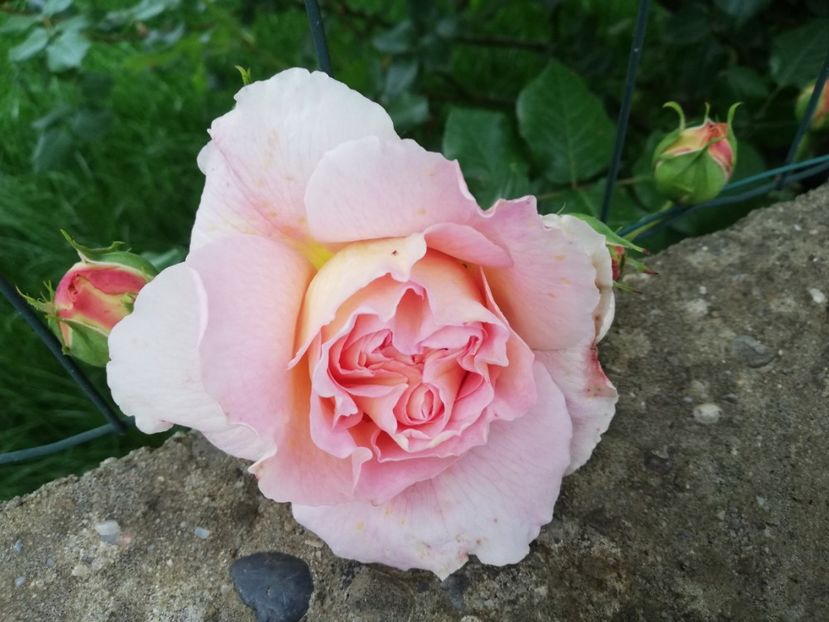  - Abraham Darby