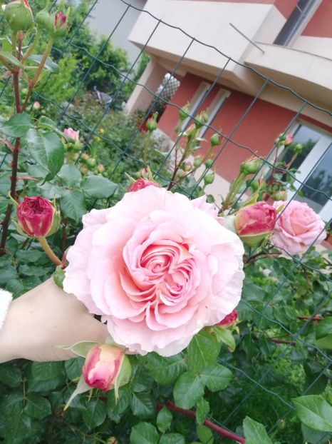  - Abraham Darby
