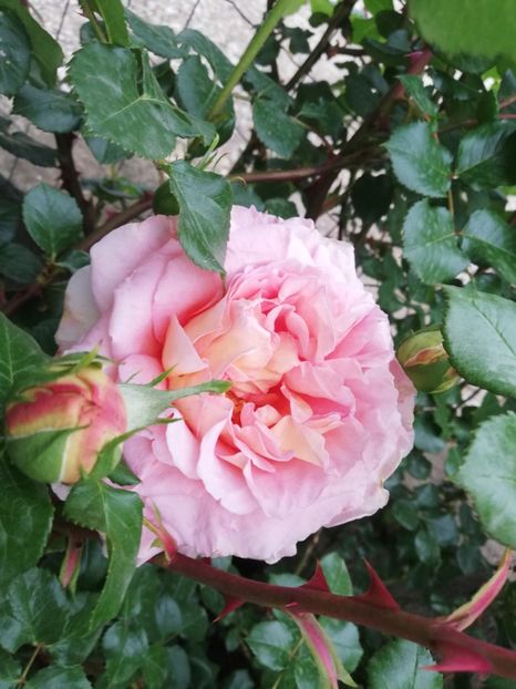  - Abraham Darby