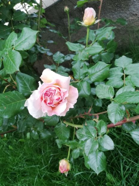  - Abraham Darby