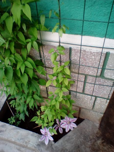 21 05 2019 - Nelly Moser