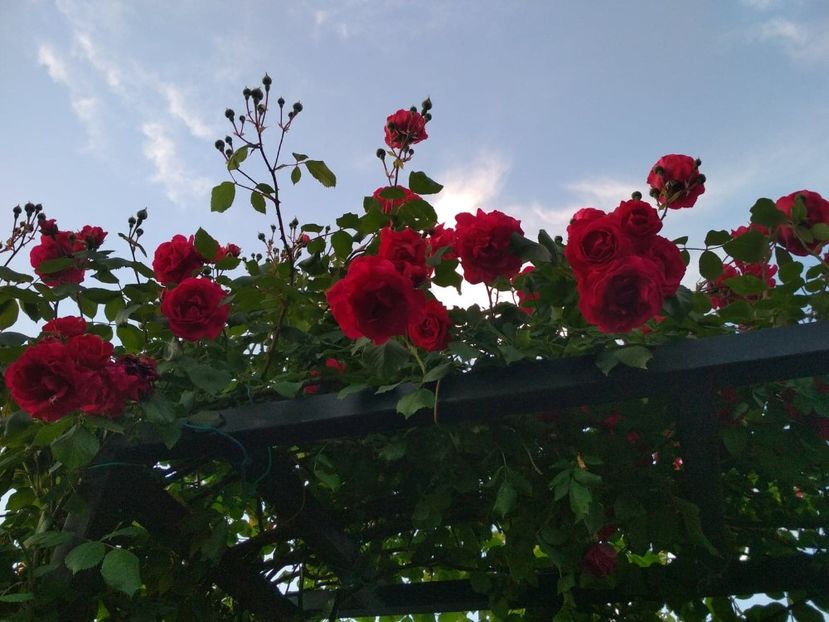  - Gradina mea 2019