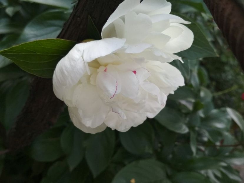  - Gradina mea 2019
