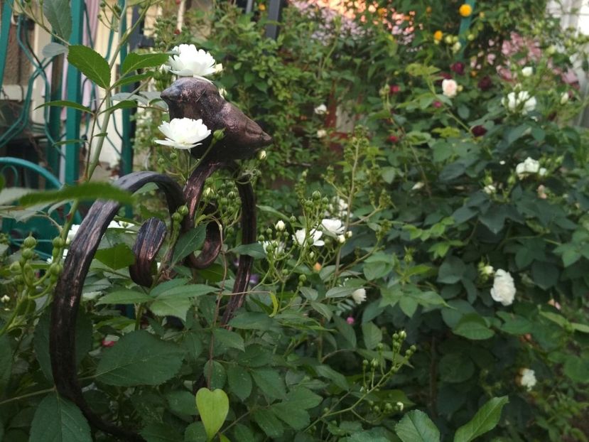  - Gradina mea 2019