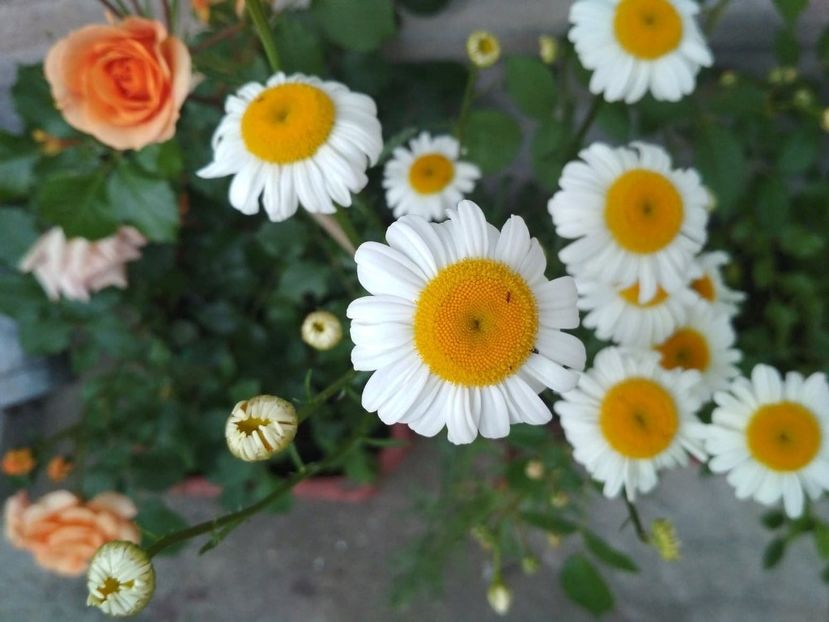 - Gradina mea 2019