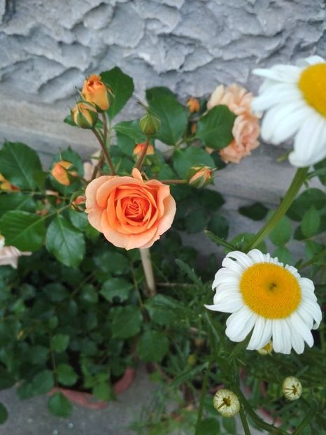  - Gradina mea 2019