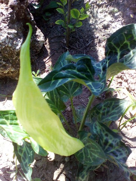  - curtea cu toate cele 2019