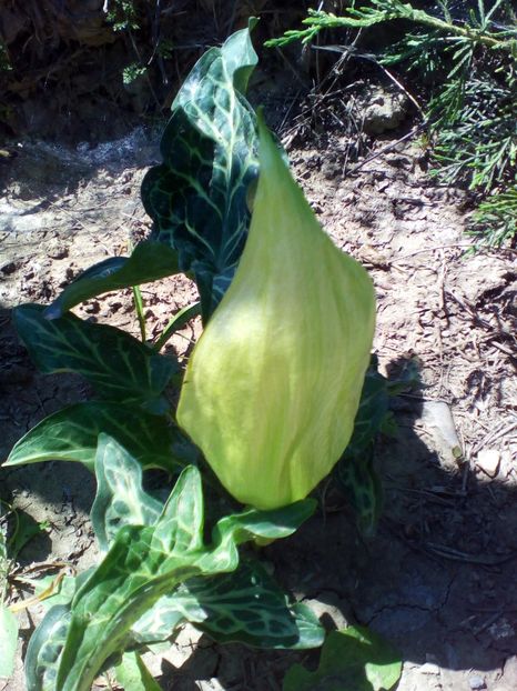  - curtea cu toate cele 2019