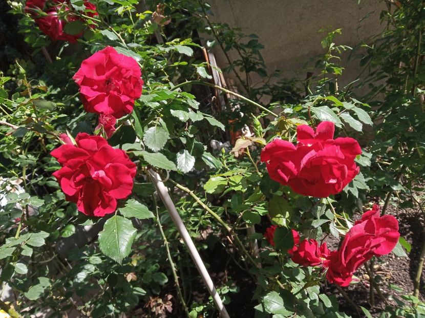 Mai 2019 - Roter Korsar