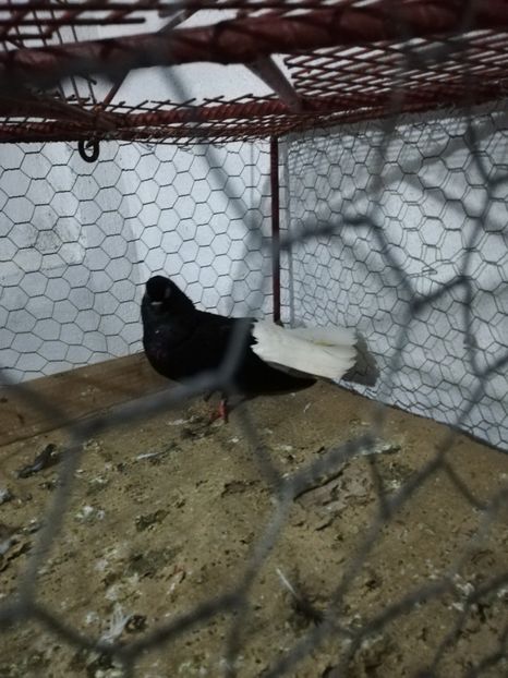  - De vânzare Negri Codalbi