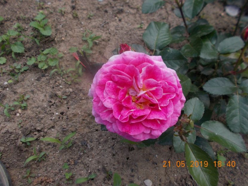 abbatiale de pontigny - Trandafiri 2019