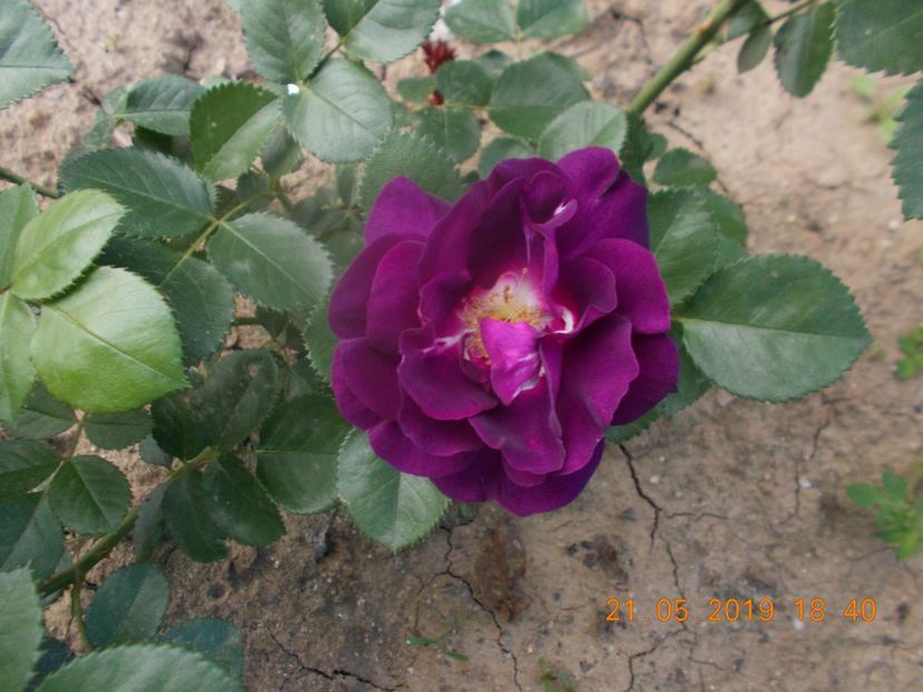 audaciuse 21 - Trandafiri 2019